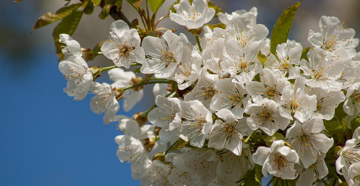 Barbarazweige - Kirschblüten zu Weihnachten